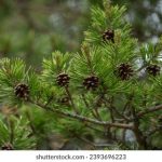 CCTV5英超联赛独家直播:绿茵豪门对决全程放送 9f0637v