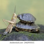 CCTV5直播火箭对阵马刺:姚明时代后首次中国德比 n1wm2k