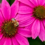 选择高信誉的俄罗斯娱乐备用网址的要点与风险防范策略 n5s4ny