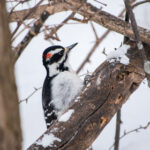 《王者荣耀》巅峰对决全程热血直播 jqw45